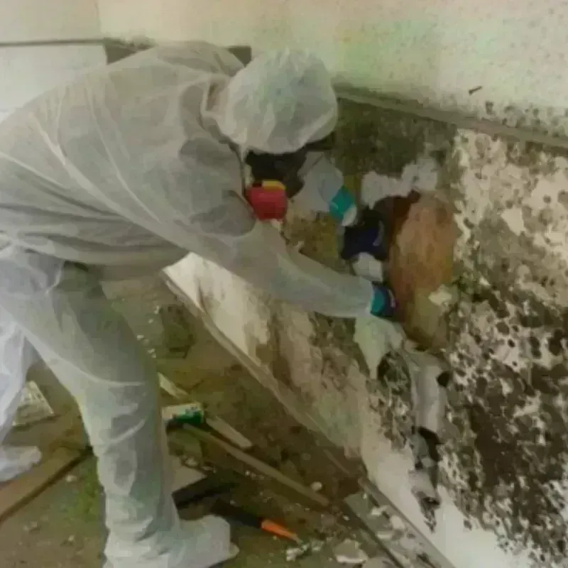 Mold Remediation and Removal in South Park, WY